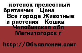 котенок прелестный британчик › Цена ­ 12 000 - Все города Животные и растения » Кошки   . Челябинская обл.,Магнитогорск г.